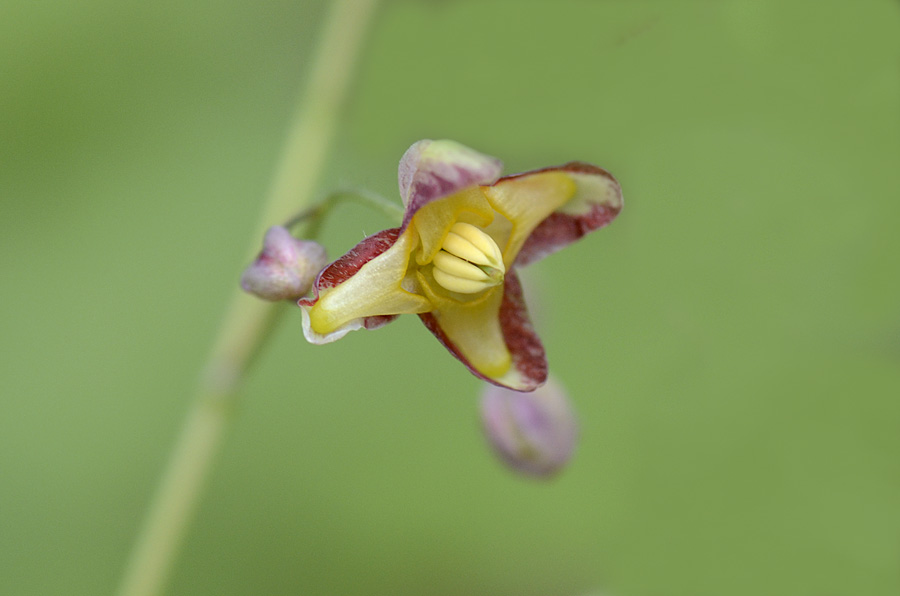 Epimedium alpinum / Epimedio